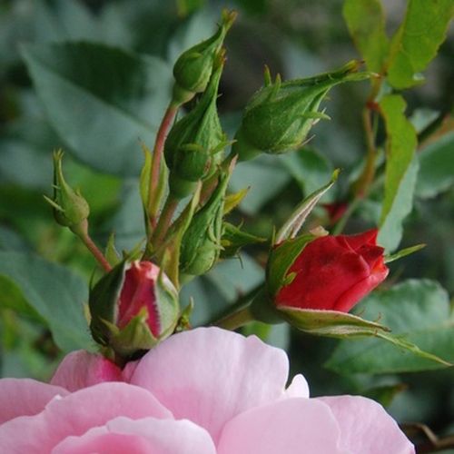 Rosa Märchenland® - rózsaszín - Csokros virágú - magastörzsű rózsafa- bokros koronaforma